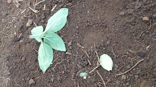 How Can I Fight Cutworms? (Survival Gardener Minute #016)