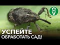 ПРОСНУЛСЯ САМЫЙ ОПАСНЫЙ ВРЕДИТЕЛЬ ПЛОДОВЫХ! Срочно опрыскайте сад этим средством