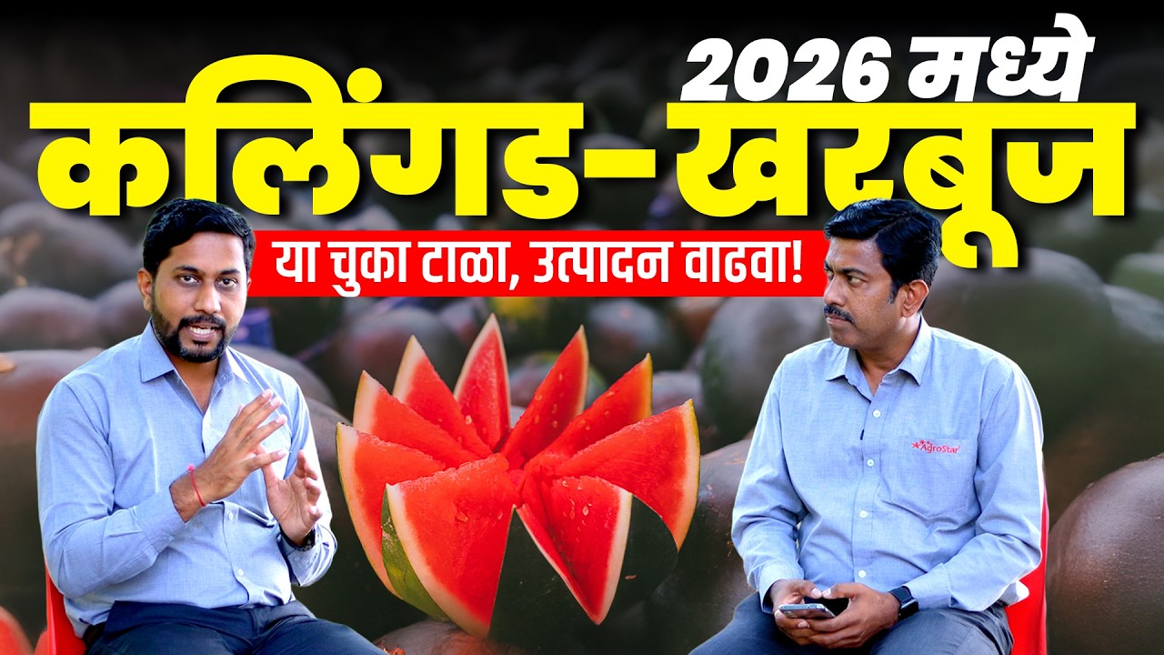 😨 कलिंगड शेतीत या चुका तुम्ही ही करत नाही आहात ना ❓ 😱 | kalingad - kharbuj farming | AgroStar