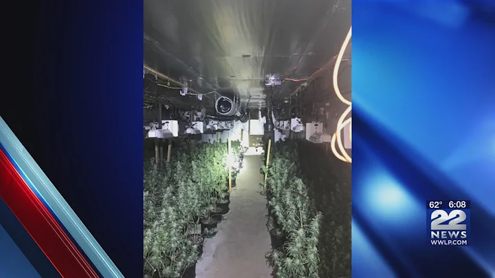 Multi-million dollar illegal marijuana growing operation discovered in the Berkshires