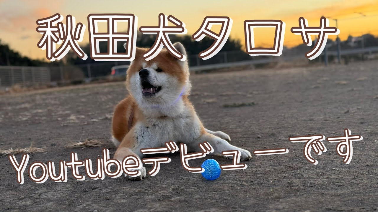 秋田犬タロサ🐕 早朝ドッグランで遊ぶだけの動画🎥
