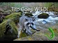 Tito Goes Wild!