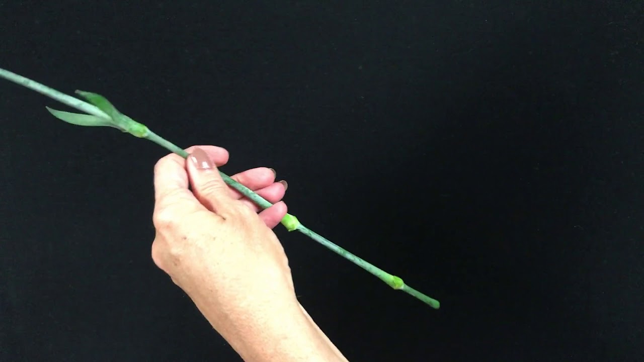 How to Use A Floral Knife Correctly And Safely