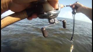 Line Peeling RedFish on Mustang Island