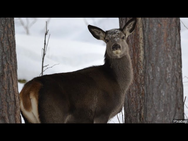 Deer From Farm with Chronic Wasting Disease Wind Up in Minnesota