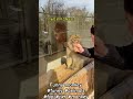 Funny monkey #funny #animals #fyp #pet #monkey #monkeys #monkeysoftiktok🐒 #gorillatok #funnyvideo