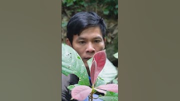 #thaoduocdantoc #thaoduoc #chuhungthaoduoc #chuhungthaoduocdantoc