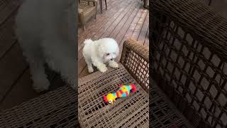Murphy the Maltipoo and his chicken #dog #maltipoo #shortsfeed #puppy #shortvideo #shorts #maltipoo