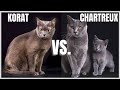 Korat Cat VS. Chartreux Cat の動画、YouTube動画。