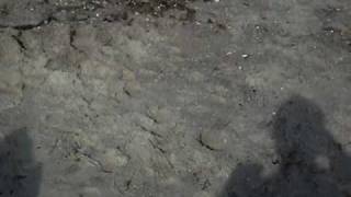 Graal Müritz,Juli 2010