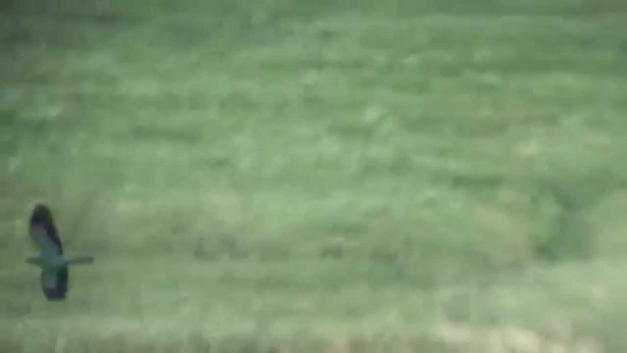 photography en español European Roller