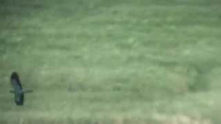 European Roller