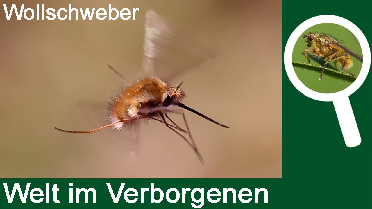 Wollschweber - eine Fliege im Pelzmantel...