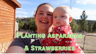 How to plant Asparagus & Strawberries in a raised bed. by Broken Arrow Farm 173 views 1 month ago 5 minutes, 8 seconds