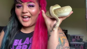 My Ball Python Collection (+ a Boa!) - Spring 2020