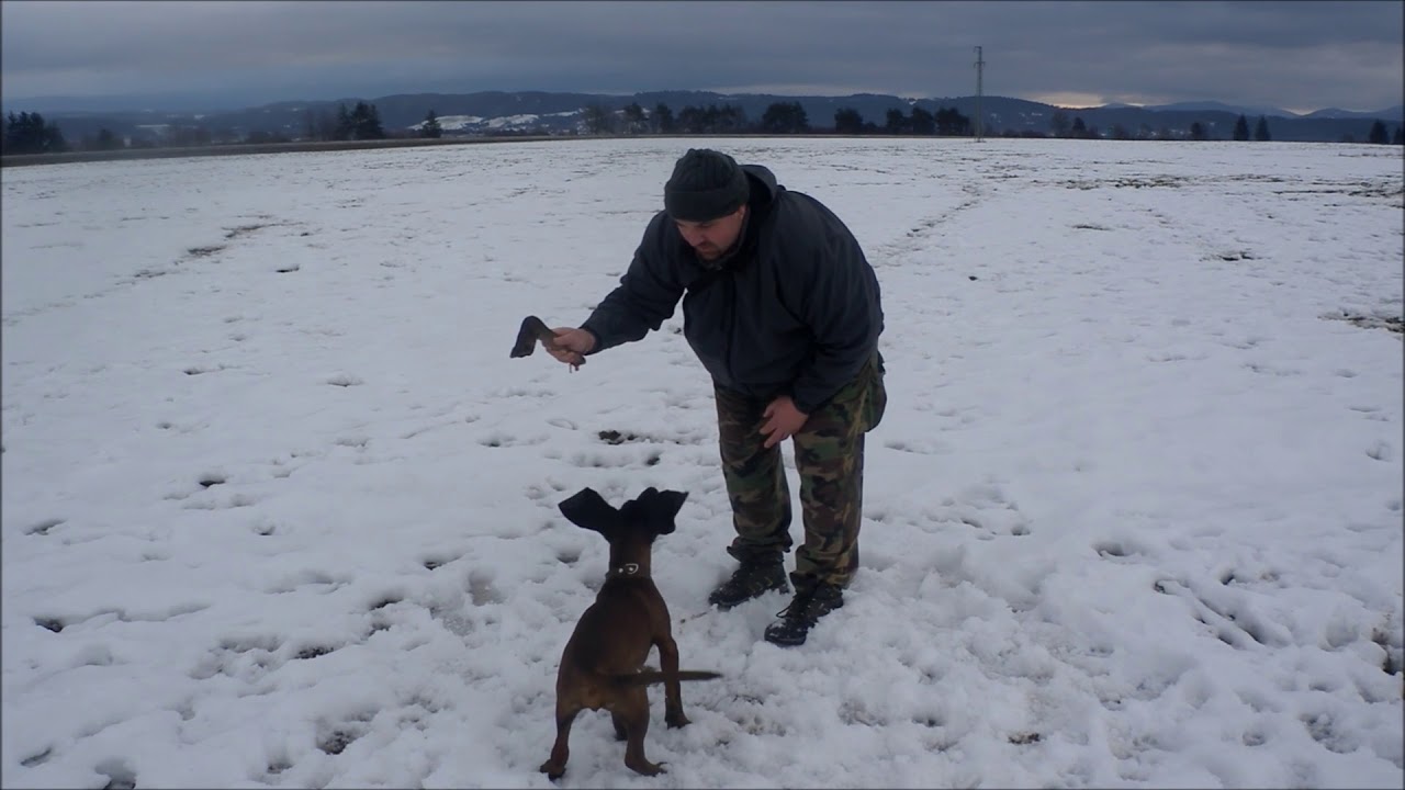 Bavorský farbiar(Bayrischer Gebirgsschweisshund) Zoran (4,5mes.) - Vianočný tréning 24 12 17