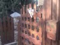 kitten on fence