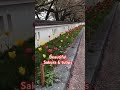 Beautiful Sakura Tulips Beautiful Sakura Tulips Shorts Shortsyoutube Shortsvideo 