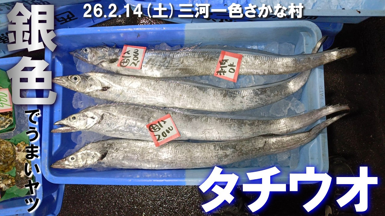 【銀色のうまいヤツ】タチウオ
