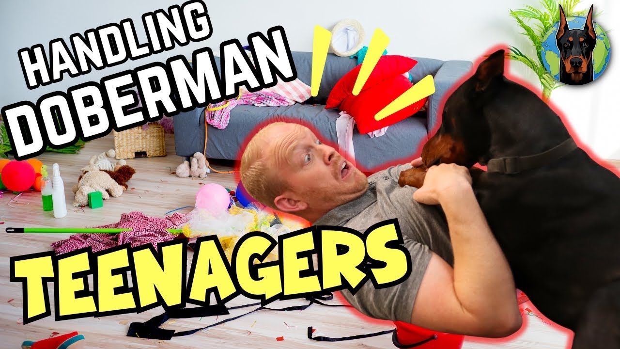 Доберманы «неуправляемы после полового созревания» (что с этим делать)