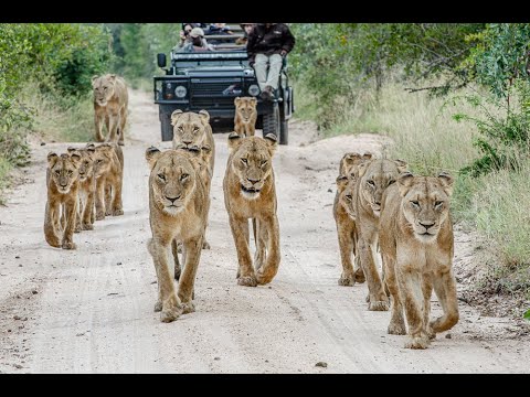 Video: What color are lions: color and appearance, photo