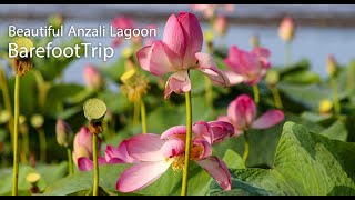 Anzali Lagoon تالاب انزلی