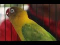 Lovebird konslet pendatang baru si panorama