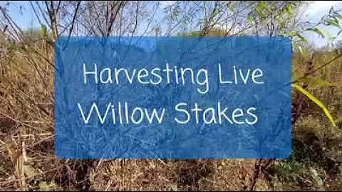Harvesting Live Willow Stakes - 天天要闻