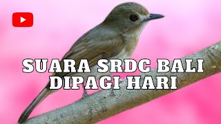 SUARA SRDC BALI DI PAGI HARI - SANGAT COCOK UNTUK MERANGSANG SRDC BAHAN AGAR CEPAT BUNYI