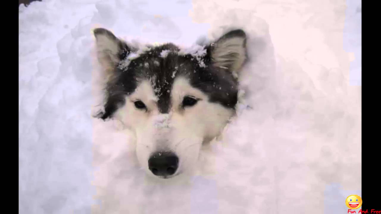  Tally  A Husky  Raised by Cats and Acts like a cat YouTube