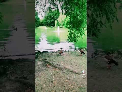 عاصي الحلاني لو تدري بي شصار