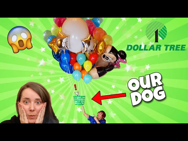Can We Make Our Dog Fly With BALLOONS? Jenna Marbles Inspired Dollar Store Balloon Shopping class=