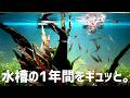 一生完成することのない水槽の1年間を公開。#820【アクアリウム】