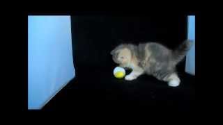 Exotic Shorthair Kitten, Blue Patched Tabby and White, at 5 weeks by Chustmi 742 views 10 years ago 3 minutes, 12 seconds