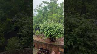 Admar Mutt Udupi Vlogs