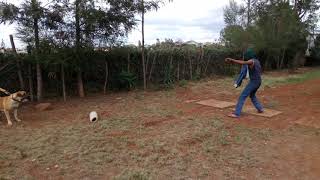 Dog training in East Africa(Aggression)