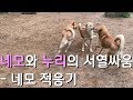 네모와 누리의 서열전투 - 네모의 무리생활 적응기