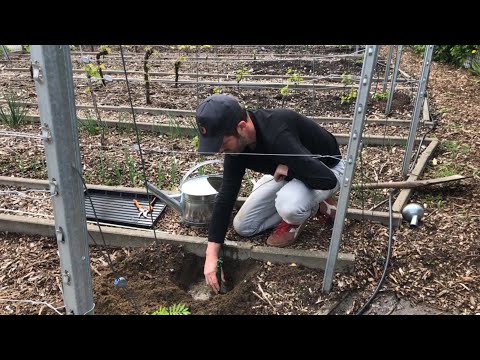 Video: Het Gebruik Van Wijnstokken In Het Tuinlandschap