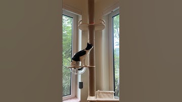 COOL floor to ceiling cat tree - tuxedo cat