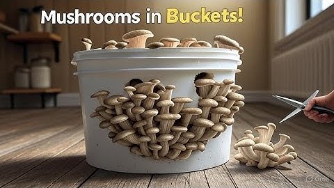 How to Grow Mushrooms at Home in Buckets — Easy Step by Step Guide