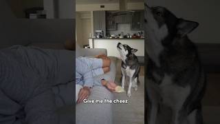 My dog’s hilarious reaction to free cheese  #husky #funny #dog #dogs #shorts #dogshorts #doglover