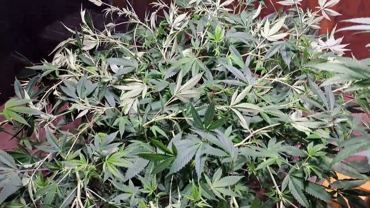 TRAINING THE (NUGGY CUT) AKA  Lorena breath lol