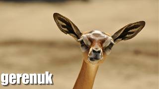 Gerenuk Antelope: The Weirdest Animal With Different Style Of Eating Leaves!