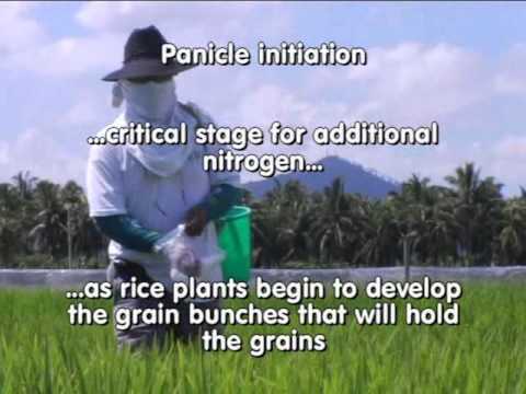 2. Critical Growth Stages: Tales of Ryza -- The ABCs of proper nutrition for rice plants