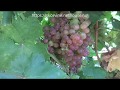 Сорта винограда 2018. Руби сидлис - кишмиш 1 класса позднего срока созревания