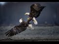 Animals In Epic Slow Motion Compilation Full HD