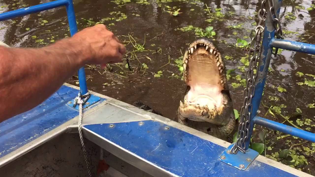 airboat tours by arthur accident