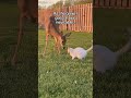He became a grandpa ❤️#animals #wholesome