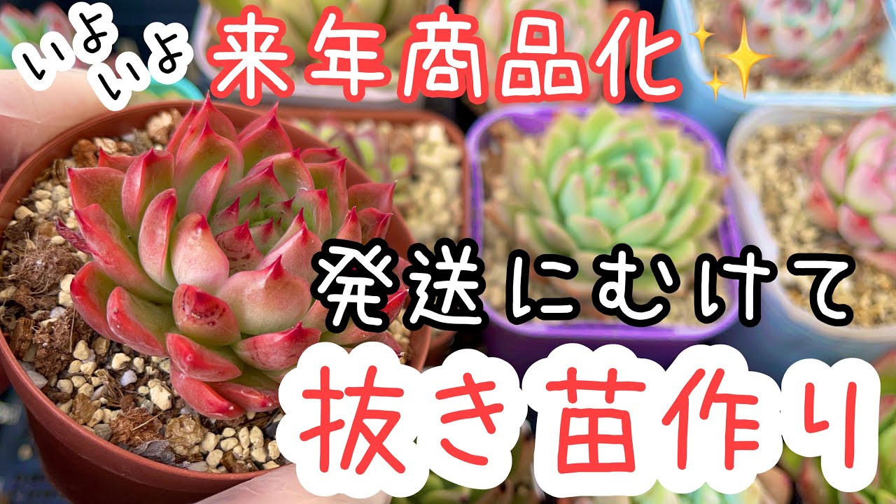 購入済み。No36 ローズウイング　抜き苗　多肉植物