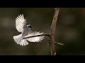 Capturing Epic Slow Motion Footage of Backyard Birds